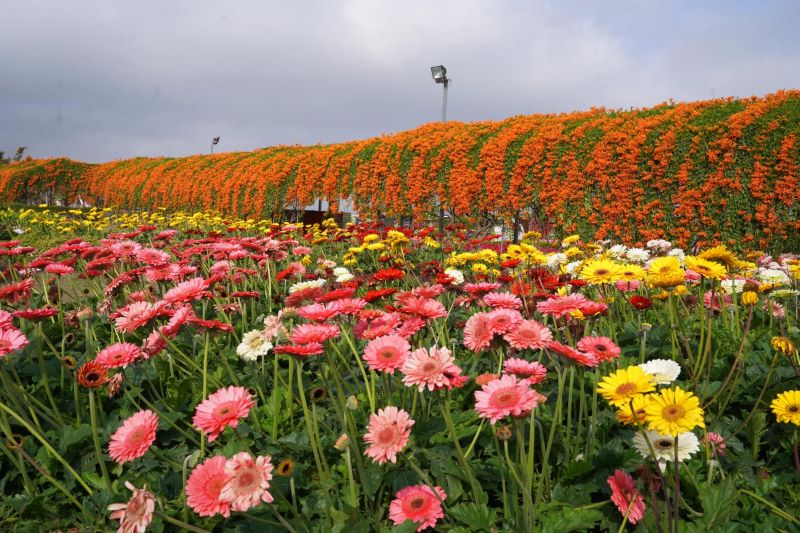 炮仗花和非洲菊同框花景。