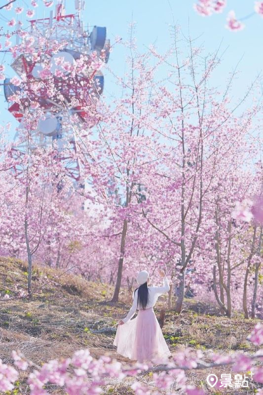 拍攝於2024年2月13日的福壽山農場千櫻園美景。（圖／tsotso_1206，以下同）