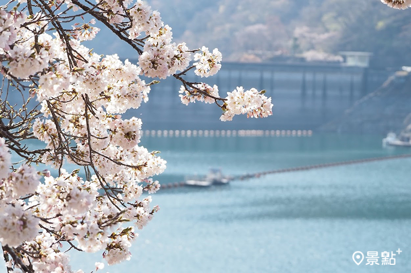 除了著名觀光賞櫻勝地，東京藏有不少賞櫻私房秘境。（圖／奧多摩觀光協會）