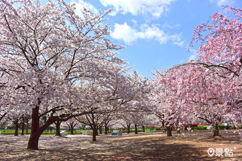 木場公園腹地廣大，栽種著各種不同的櫻花，美不勝收。（圖／木場公園）