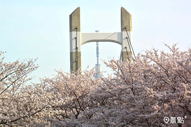 在木場公園可以捕捉到櫻花、木場大橋與東京晴空塔交疊的同框畫面。（圖／木場公園）