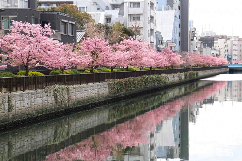 河津櫻3月上旬迎來滿開時期，可欣賞倒映在大横川上的櫻花景色。