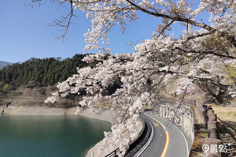 奧多摩湖邊的櫻花盛開，可在步道上盡情觀賞，也適合駕車遊覽。（圖／奧多摩觀光協會）