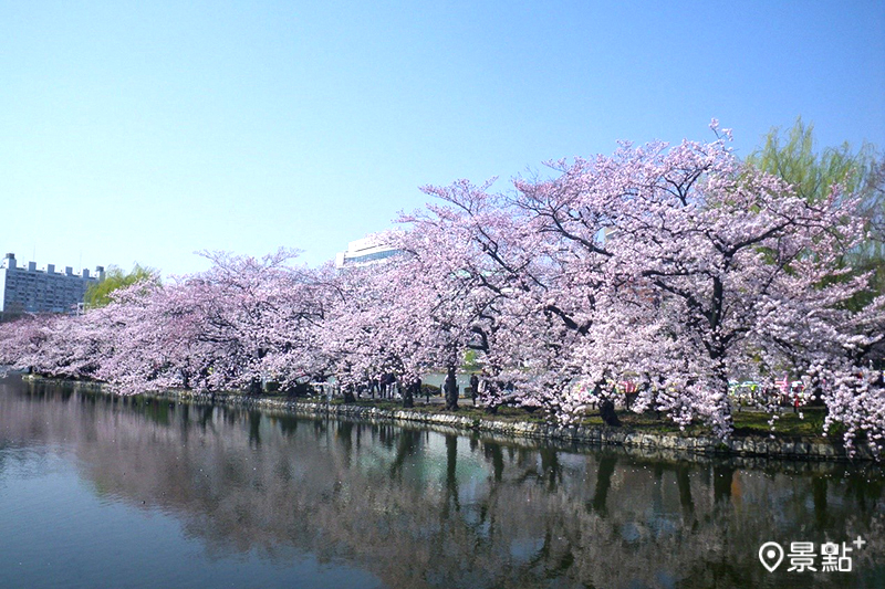 上野公園內的櫻花盛開景象極富魅力，夜間打燈也享有盛名。（圖／東京觀光財團）　