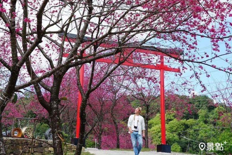 最新免費賞櫻景點「松櫻秘境」可取景櫻花、鳥居同框美照。（圖／chih07090616）
