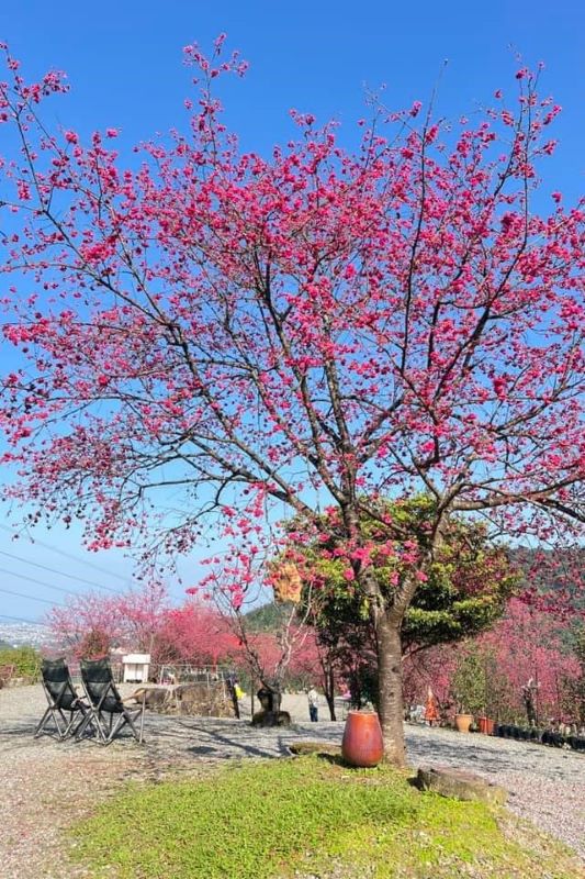 （圖／松櫻秘境）