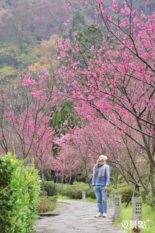 於2024年1月21日拍攝的陽明公園櫻花景。（圖／chih07090616，以下同）