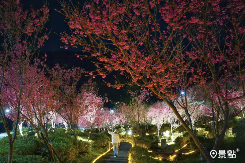 於2024年2月1日拍攝的陽明公園夜櫻美景。