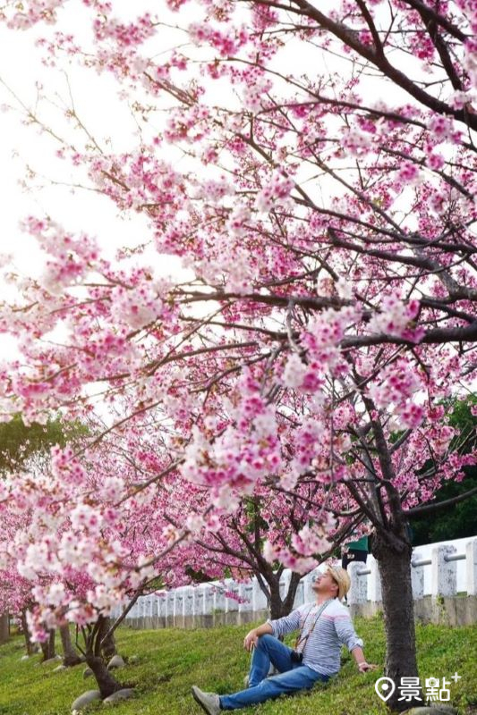 於2024年2月15日拍攝的福志公園櫻花景。（圖／chih07090616）
