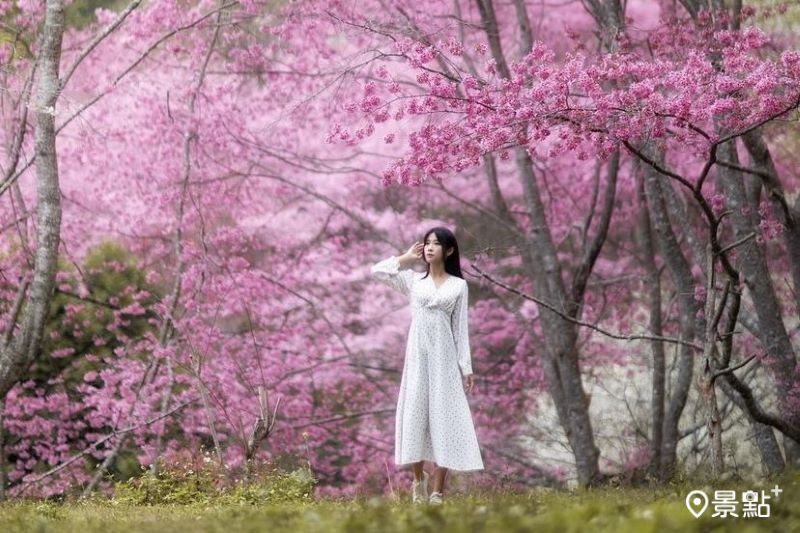 新竹萬里山園粉白雙色櫻花海，吸引人前往取景。（圖／sky_kuei）