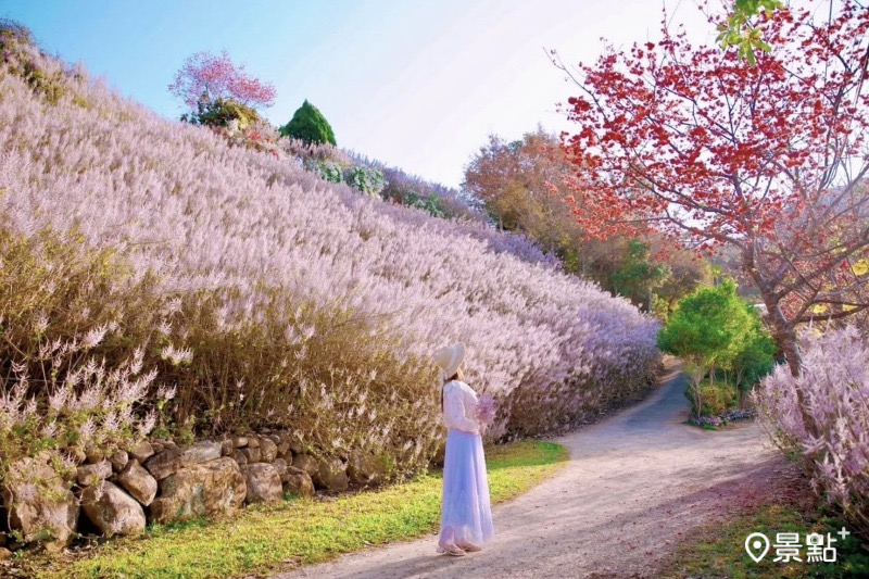 南投瑰蜜甜心玫瑰園麝香木花海，吸引人前往取景。（圖／qi_hui_lin）