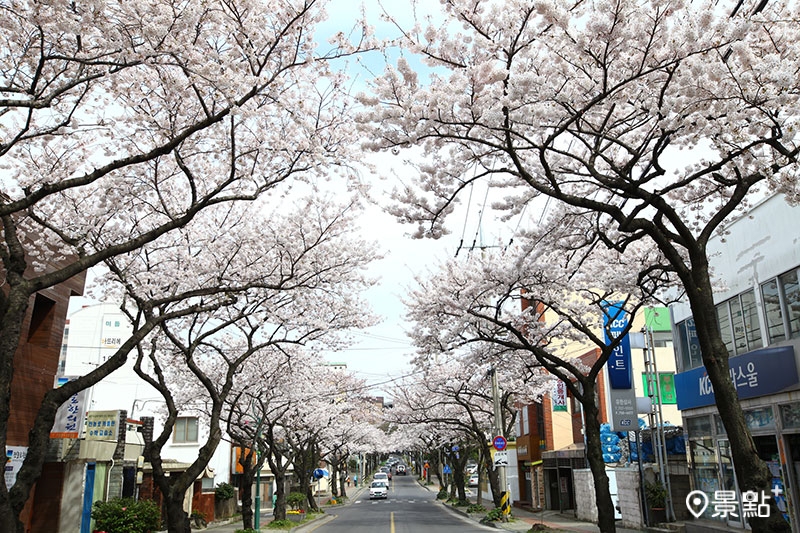 濟州島 典農路櫻花。