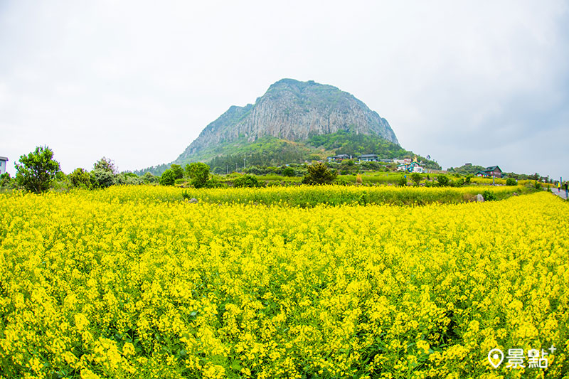 濟州島油菜花。