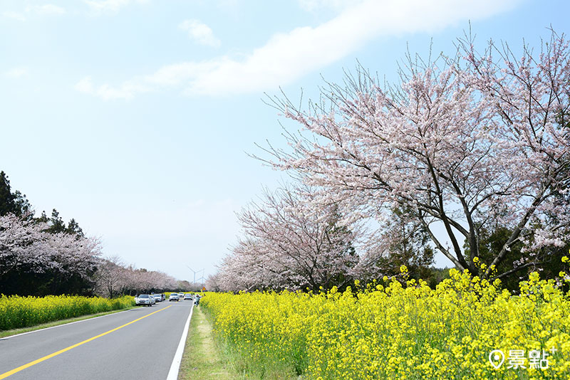 濟州島鹿山路櫻花與油菜花。