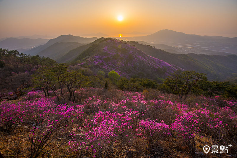 仁川廣域市-江華島高麗山杜鵑花海。