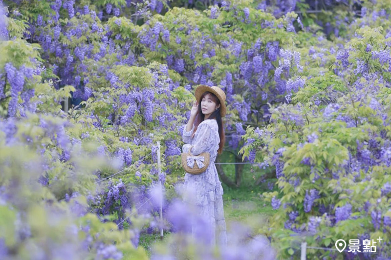 往年淡水紫藤花園二號水源園區花景。（圖／brenda__ou，以下同）