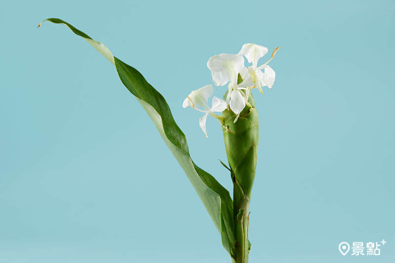 摘取屏東大武山泉水灌溉的野生白色野薑花，將花瓣經長時間低溫烘乾，保留其獨特芬芳香氣。