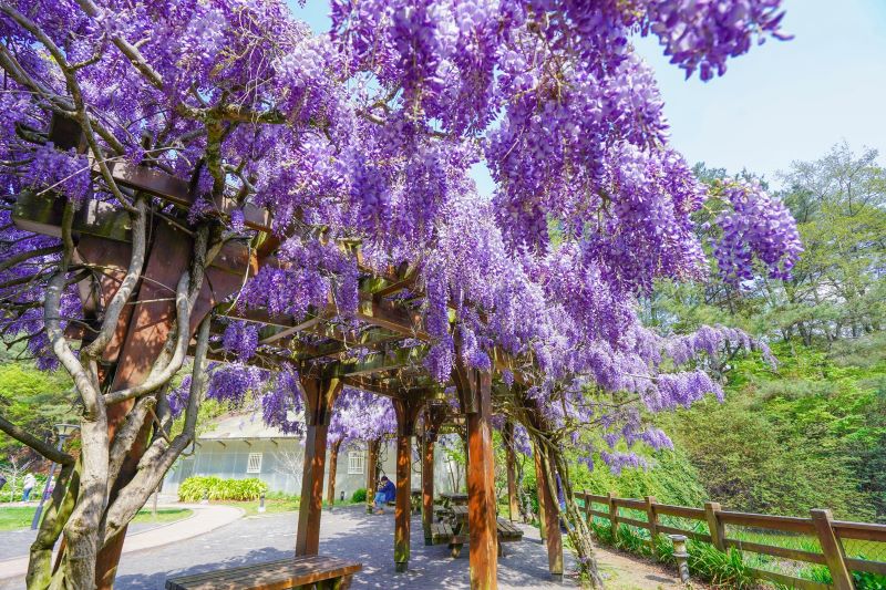 （圖／福壽山農場）