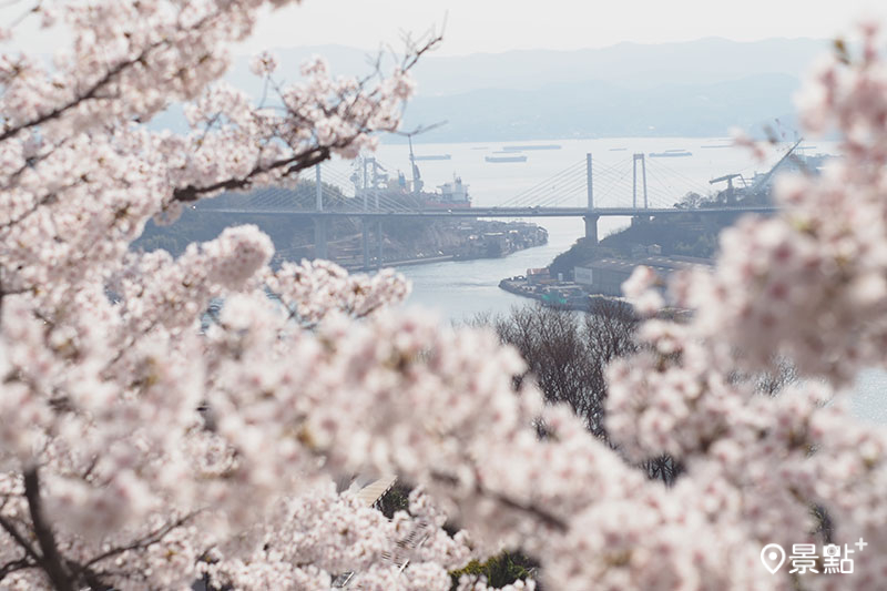 日本遺產的尾道港町街景在櫻花的襯托下更顯風情。