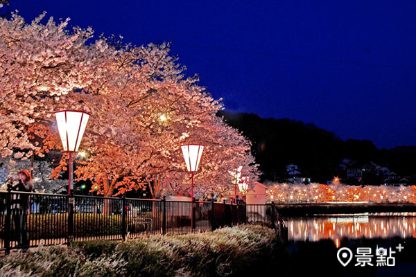 夜間點燈的上野公園不同於白天的唯美優雅，增添了沈穩的神祕氛圍。