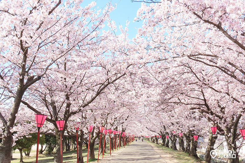 鄰近宮島的住吉堤防步道，是在地人賞櫻必訪的私房景點。