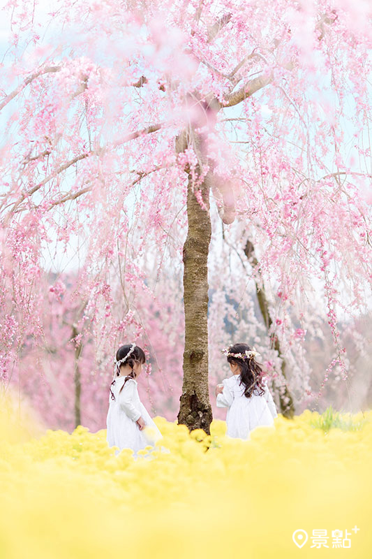 世羅高原農場裡枝垂櫻與油菜花的完美演出為春天揭開序幕。