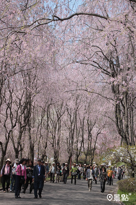 世羅甲山交流之里遠近馳名的枝垂櫻步道，開放期間人潮湧現。