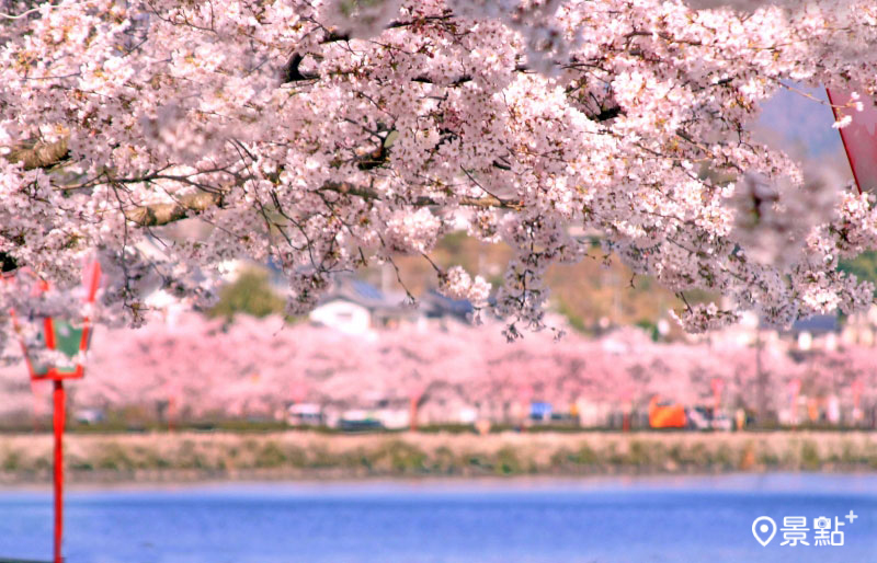 以染井吉野櫻為主的上野公園，春天一到就被染成淡粉紅一片。