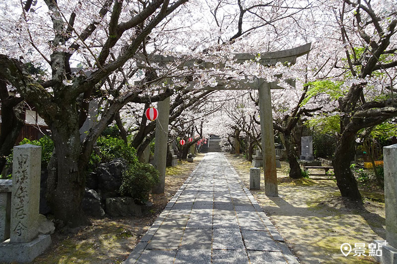 4月上旬御手洗天滿宮內被櫻花群裝點成粉嫩世界，在櫻花圍繞下享受春日花開的美好。