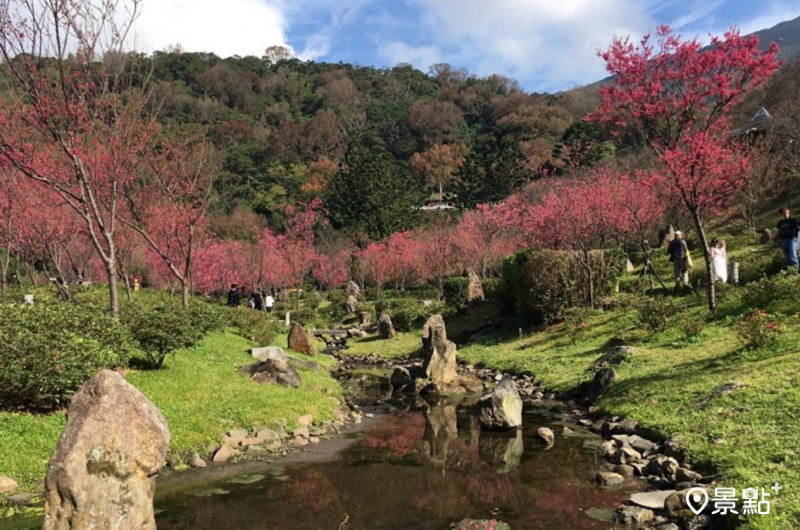 陽明公園櫻花溪流區。