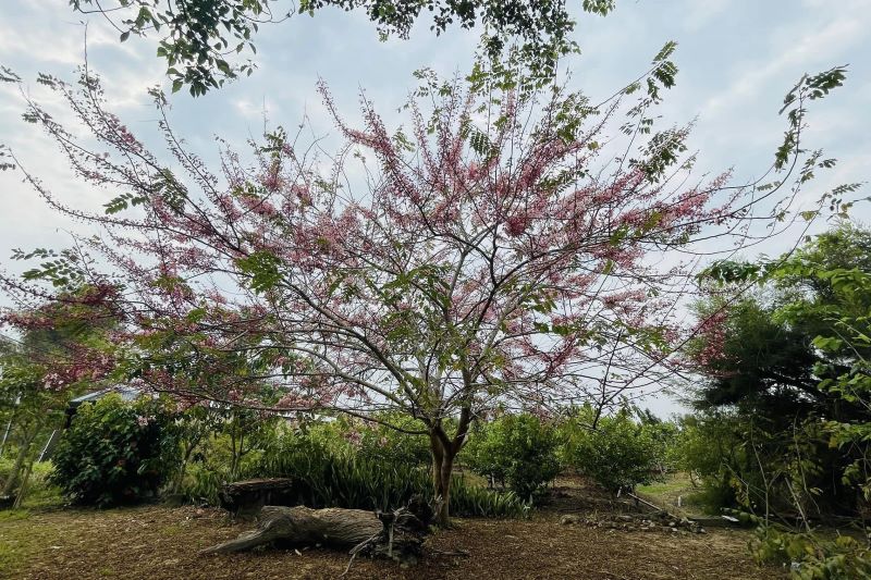 園內花旗木也進入盛開期。（圖／雙秀園）