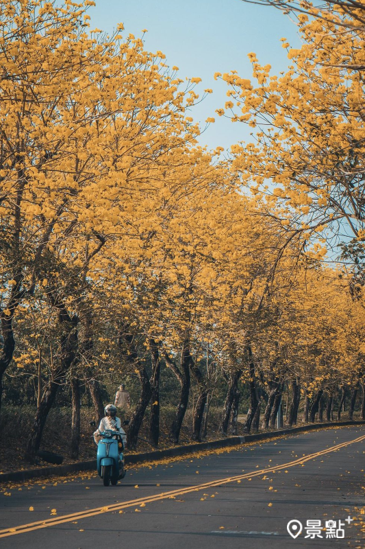 於2024年3月5日拍攝的慈玄宮親水路旁人行步道黃花風鈴木。（圖／chiayuan.photo_）