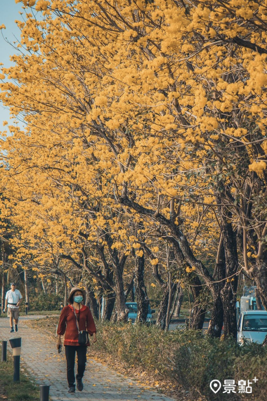 於2024年3月5日拍攝的慈玄宮親水路旁人行步道黃花風鈴木。（圖／chiayuan.photo_）