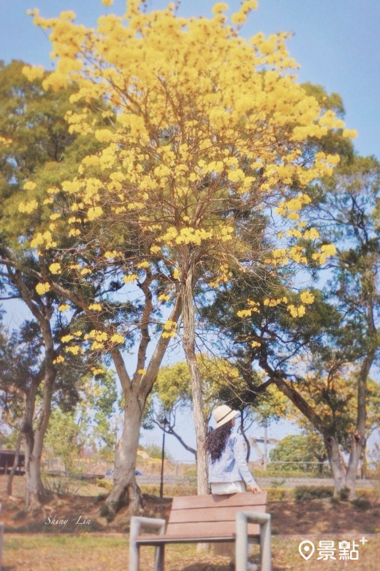 於2024年3月8日拍攝的沙鹿區公館公園黃花風鈴木花海。（圖／b609245566）