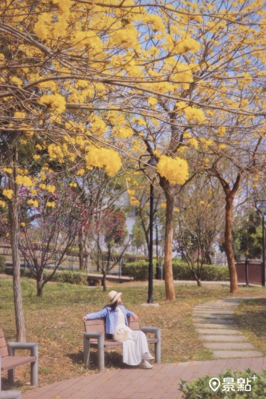 於2024年3月8日拍攝的沙鹿區公館公園黃花風鈴木花海。（圖／b609245566，以下同）