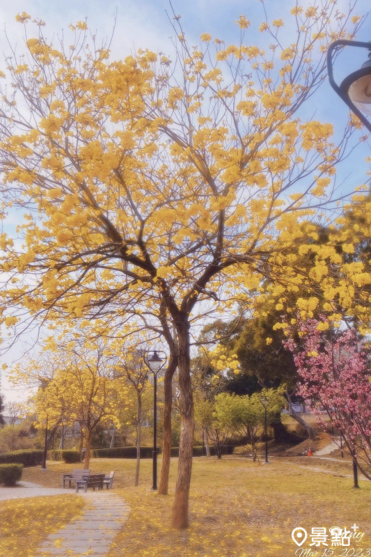 往年沙鹿區公館公園黃花風鈴木花海美景。