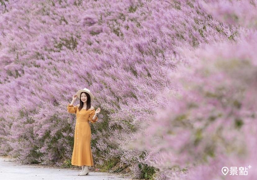 玫瑰甜心玫瑰園的麝香木花海美景。（圖／a836024)