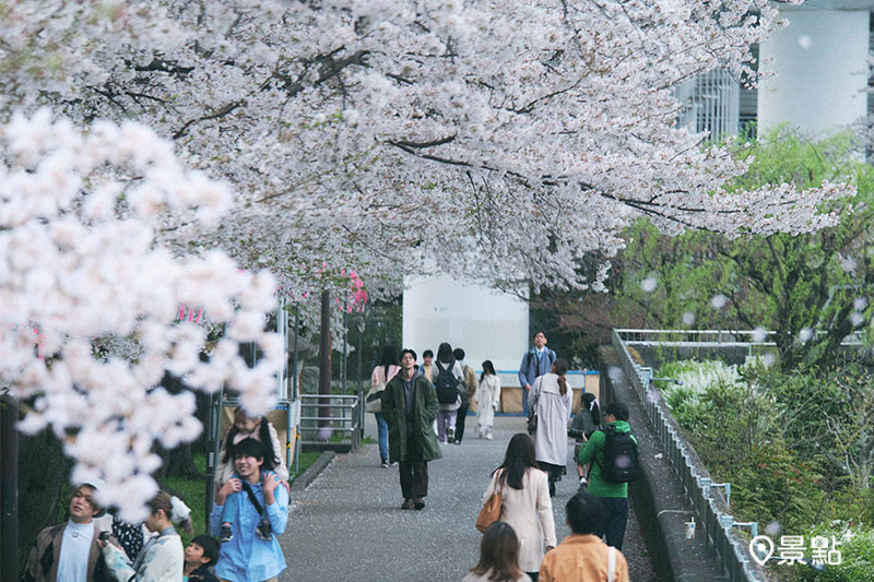 跟隨Jimmy腳步漫步於東京賞櫻名所「隅田公園」。