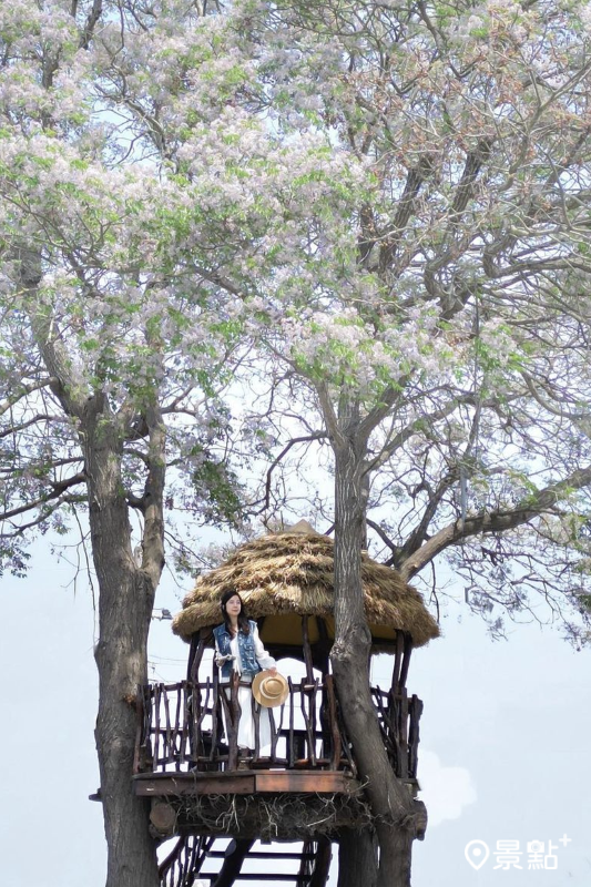 往年雲林莿桐苦楝花樹屋美景。（圖／hsingfang20）