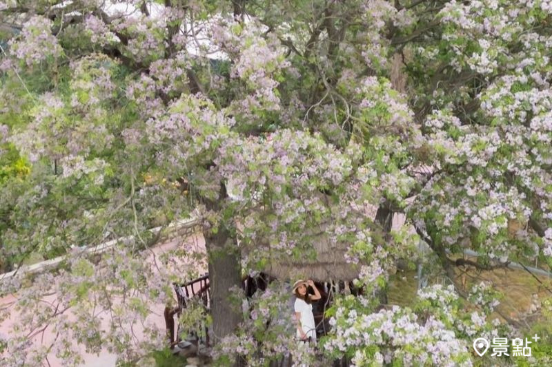 雲林莿桐苦楝花樹屋景色壯觀，吸引人前往打卡。（圖／yasmi0725）