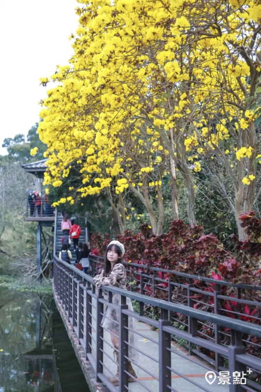 於2024年3月16日拍攝的峨眉湖環湖步道黃花風鈴木美景。（圖／aday0530）