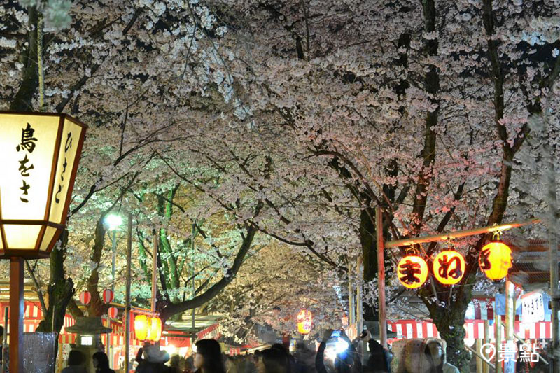 平安貴族們最愛的賞櫻勝地「平野神社」，欣賞有別於白天的夜櫻美景。
