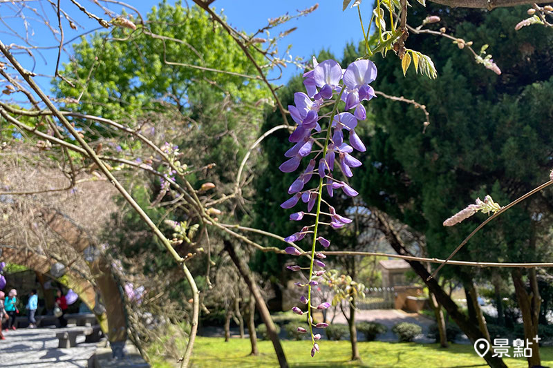 充滿優雅氣息的紫藤花盛開中。