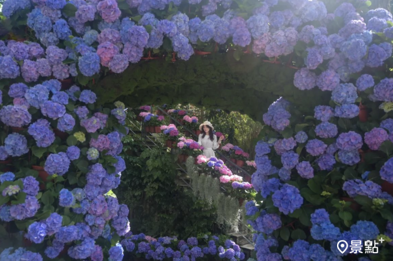 於2024年3月24日拍攝的花露農場繡球花海美景。（圖／nelly.hong，以下同）