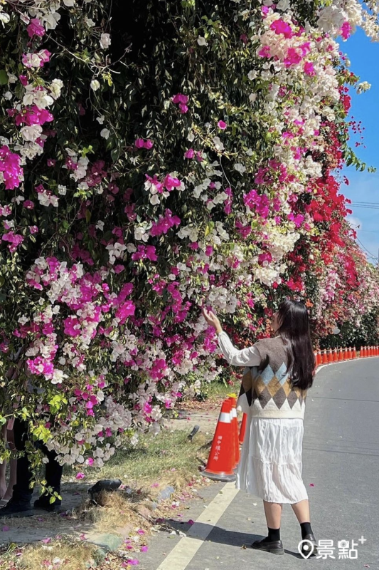 今年當地公所於花海後段擺放三角錐，取景時要注意角度。（圖／bapu_0616）