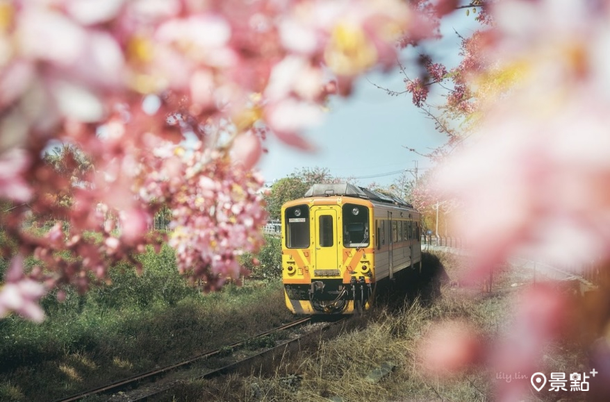 鐵道火車x粉紅花海季節限定畫面！花旗木花期必追經典美景