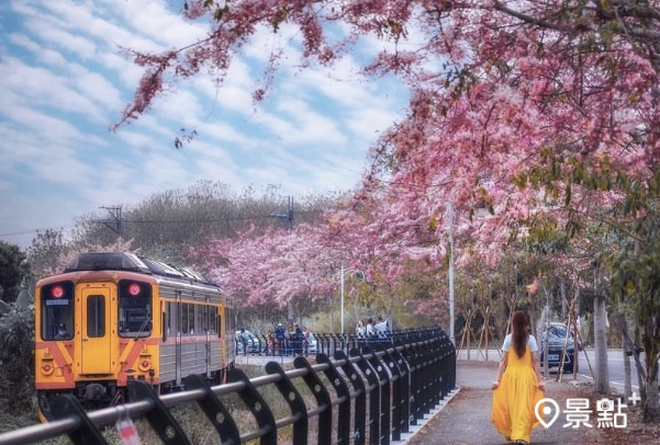 媲美櫻花的花旗木盛開與火車同框美景。 (圖／imma_pon)