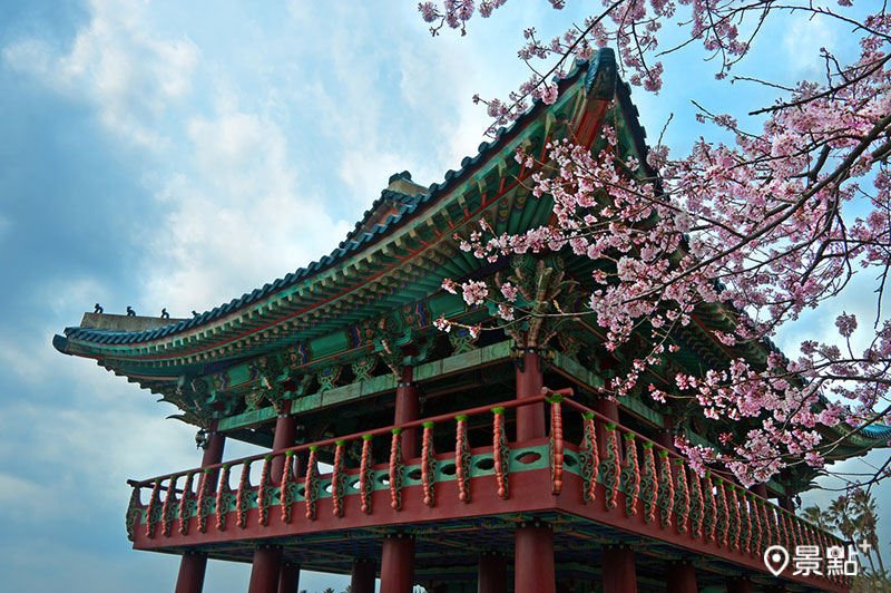 韓國櫻花從濟州島最先綻放，櫻花季期間還會舉行濟州櫻花節。