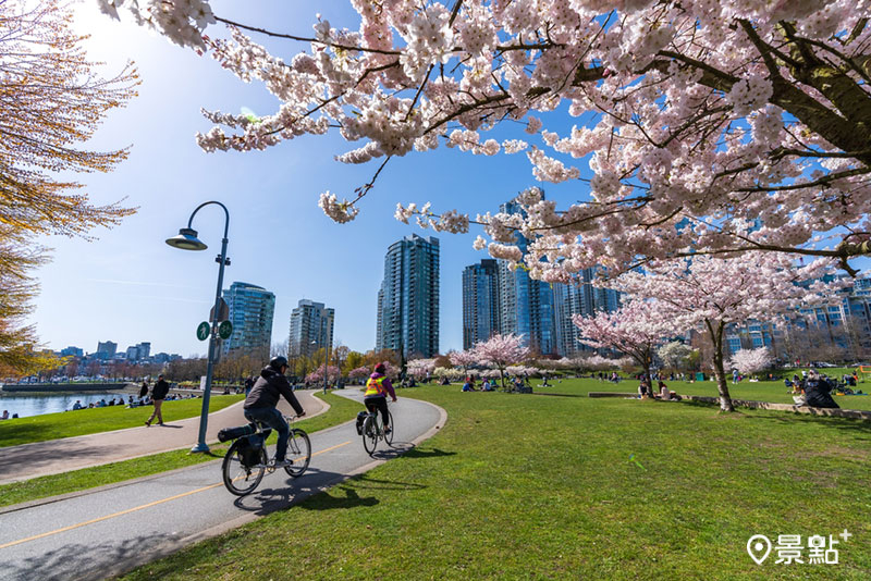 溫哥華櫻花是全世界種植品種最齊全、數量最多的城市之一。