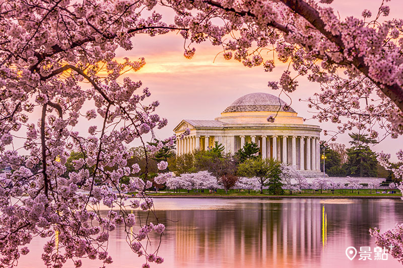 華盛頓特區潮汐湖畔的景色搭配著由粉紅花瓣圍繞的傑佛遜紀念堂，美不勝收。